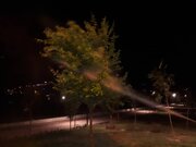 سم‌پاشی درختان در منطقه ۹ اصفهان
