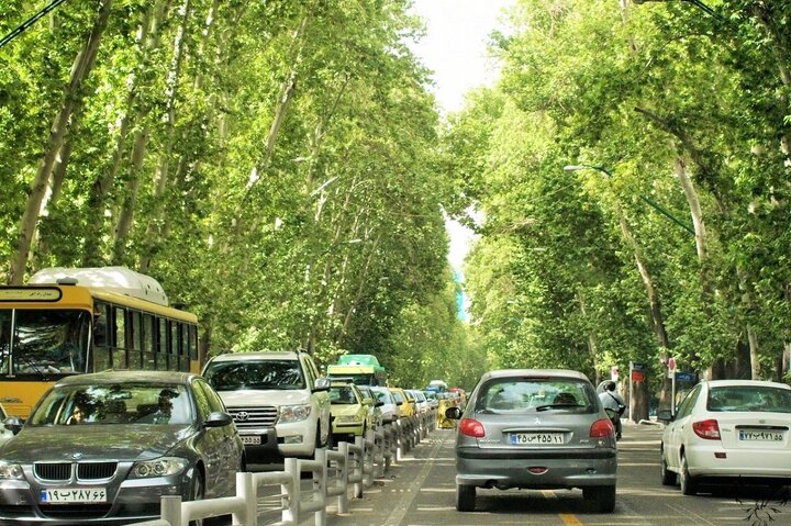 جایگزینی تدریجی درختان جدید در معابر پایتخت