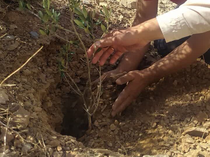 کاشت ۳۰ اصل درختچه زیتون در کوه هورموده توسط آتش‌نشانان خمینی‌شهری
