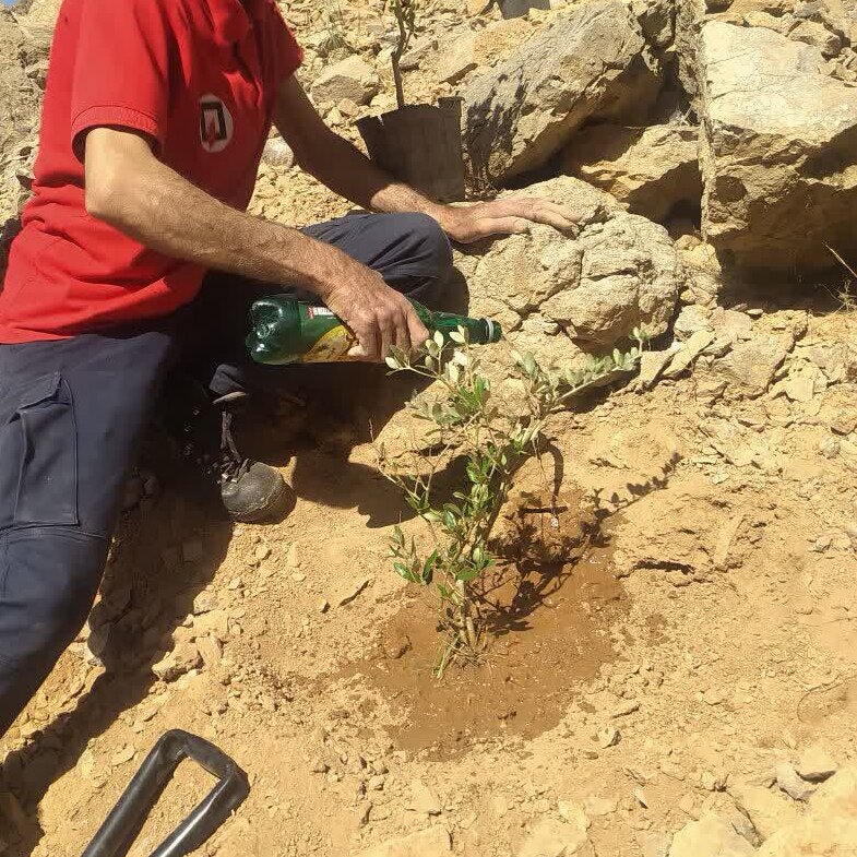 کاشت ۳۰ اصل درختچه زیتون در کوه هورموده توسط آتشنشانان خمینیشهری