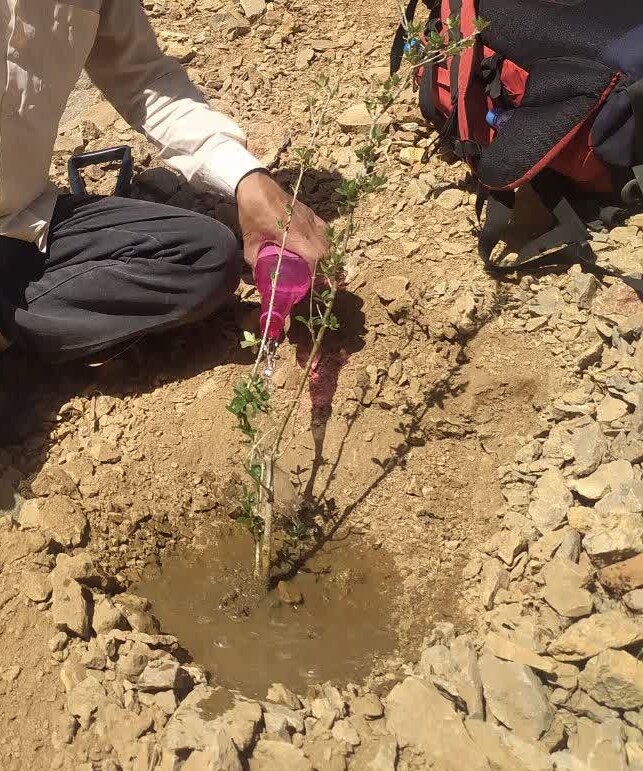 کاشت ۳۰ اصل درختچه زیتون در کوه هورموده توسط آتش‌نشانان خمینی‌شهری