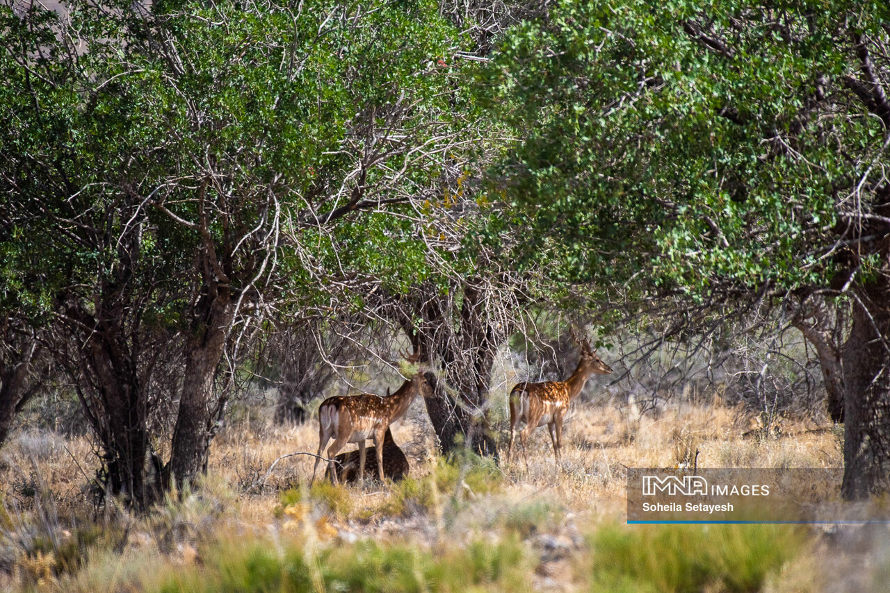 فراز و نشیبهای بیپایان حیات وحش