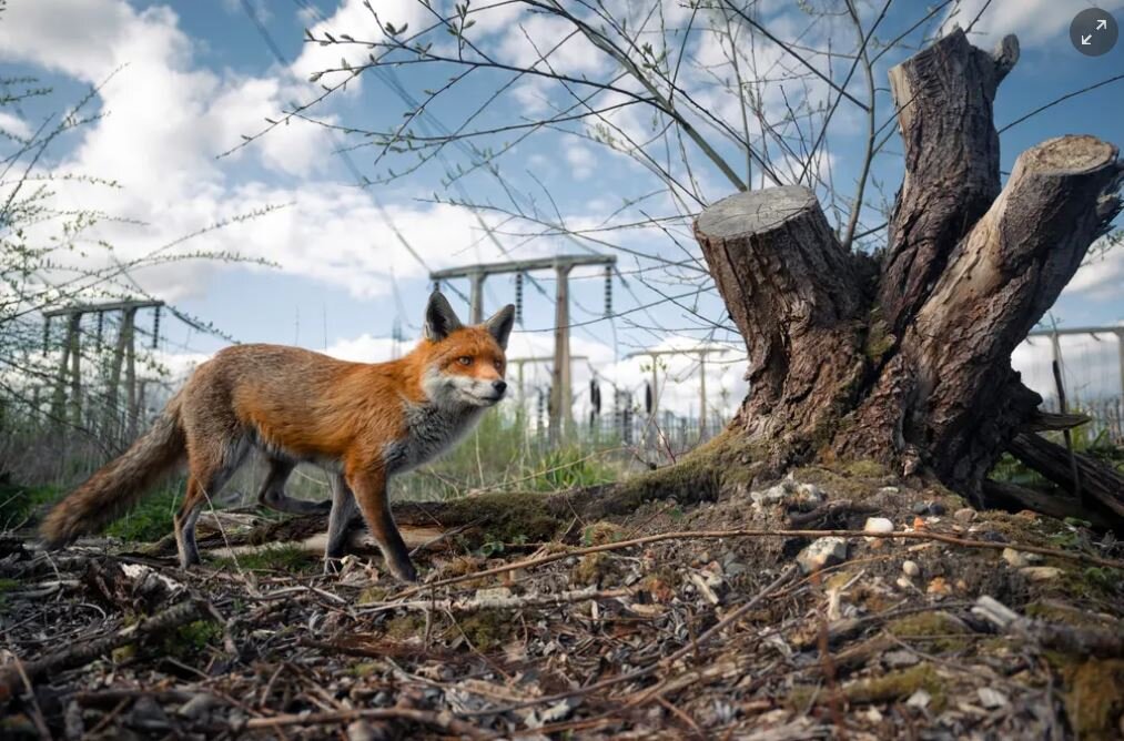 روز جهانی عکاسی از طبیعت+ برترین عکس طبیعت سال ۲۰۲۳