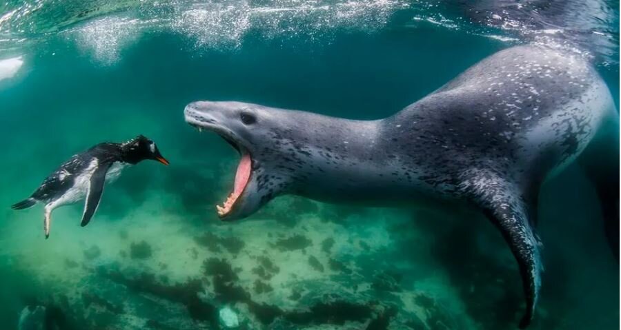 روز جهانی عکاسی از طبیعت+ برترین عکس طبیعت سال ۲۰۲۳