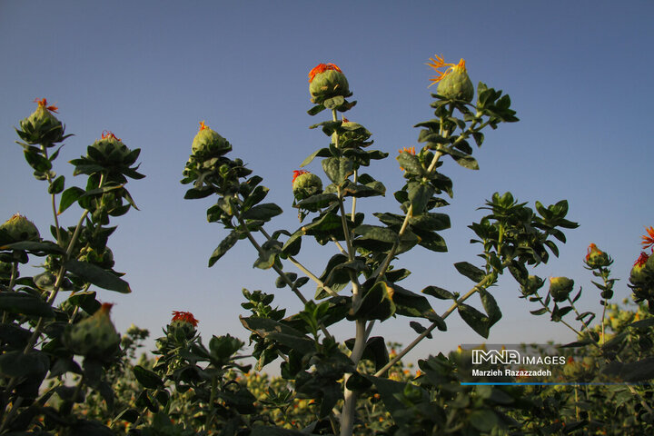   Harvesting Safflower in Isfahan
