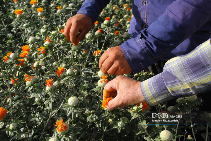 برداشت گلرنگ در روستای برسیان