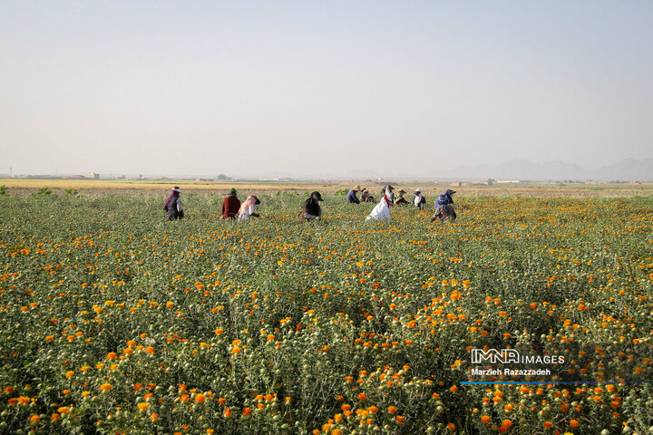  Harvesting Safflower in Isfahan