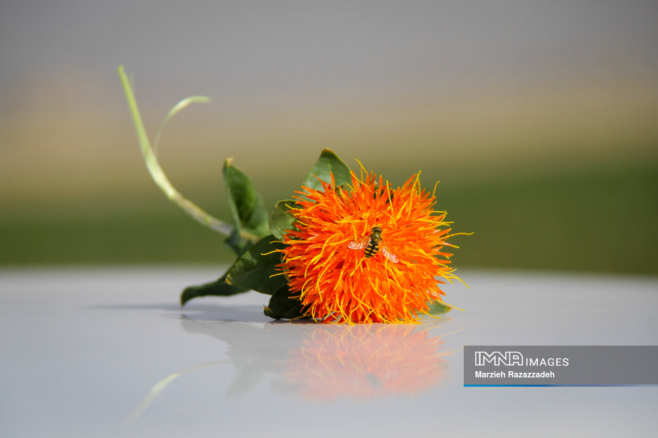 Safflower, Dark Orange-Red