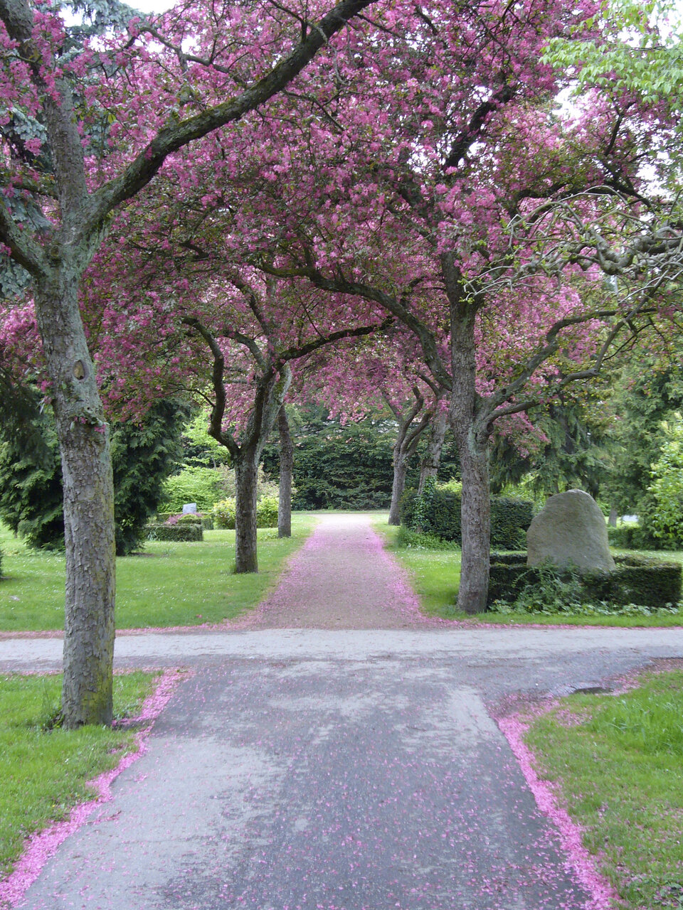 قبرستانگردی؛ تفریح عجیب و محبوب گردشگران در دانمارک + عکس