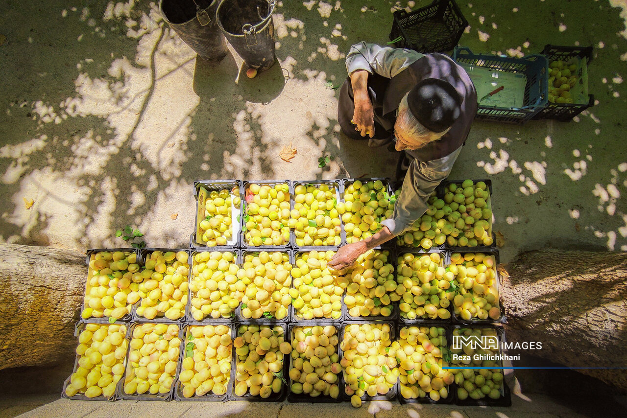 اهدای ۱۶ تن میوه به نیازمندان استان چهارمحال‌وبختیاری