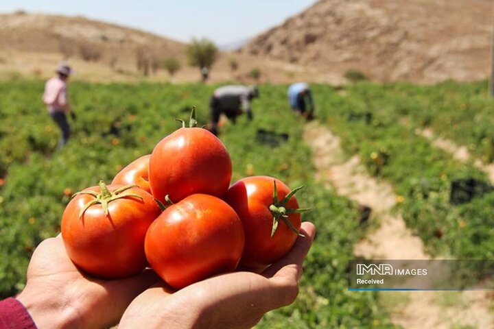 تولید ۴۵۰ هزار تن گوجه‌فرنگی در جنوب استان کرمان