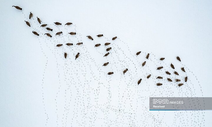 عکس‌های برگزیده جشنواره عکاسی با پهپاد