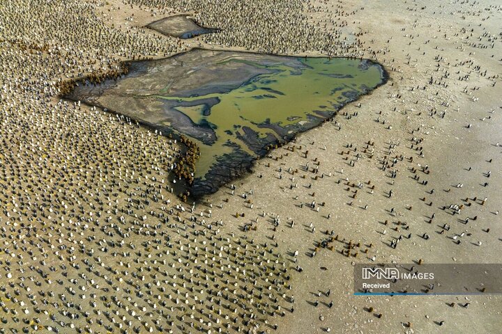 گروه‌هایی از جوجه‌های پنگوئن پادشاه در اطراف یک حوضچه آب شیرین