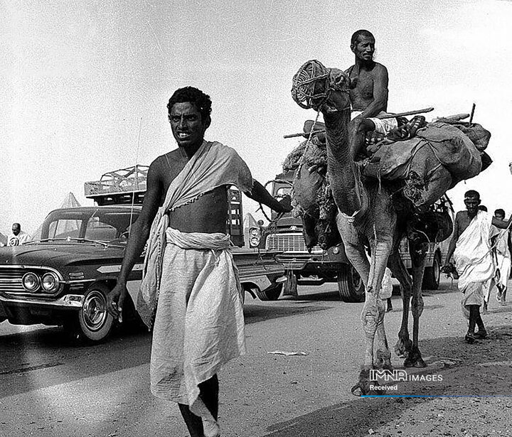 زائران خانه خدا که با شتر به زیارت کعبه میروند.