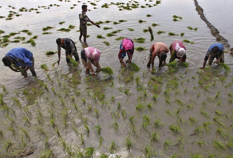 رونق کشاورزی و درآمدزایی هند با مونسون