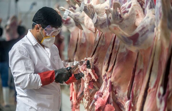 ۵.۷ تن گوشت گرم گوساله در کردستان توزیع می‌شود