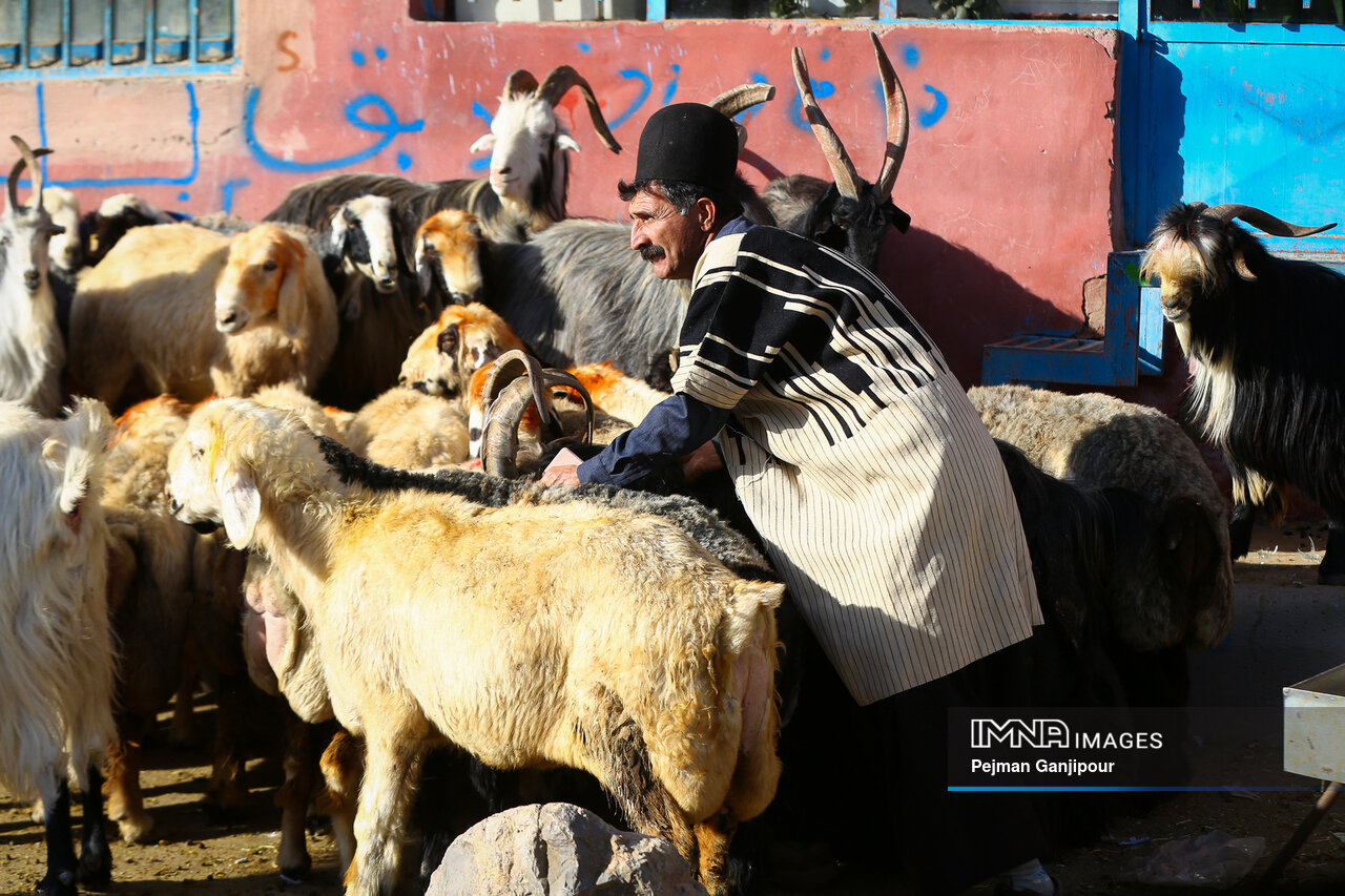 بیم و امیدهای بازار گوشت قرمز