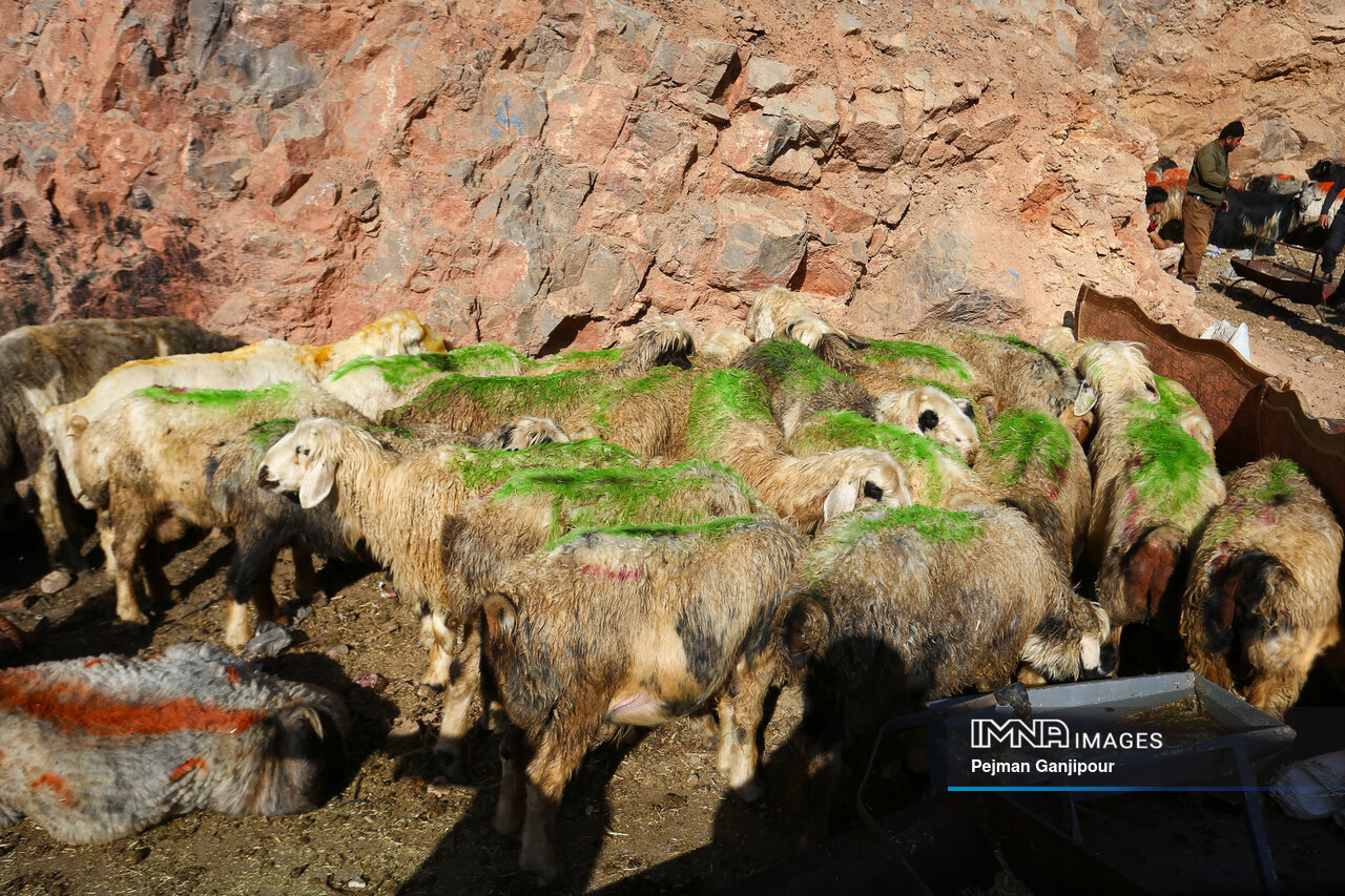 بیم و امیدهای بازار گوشت قرمز