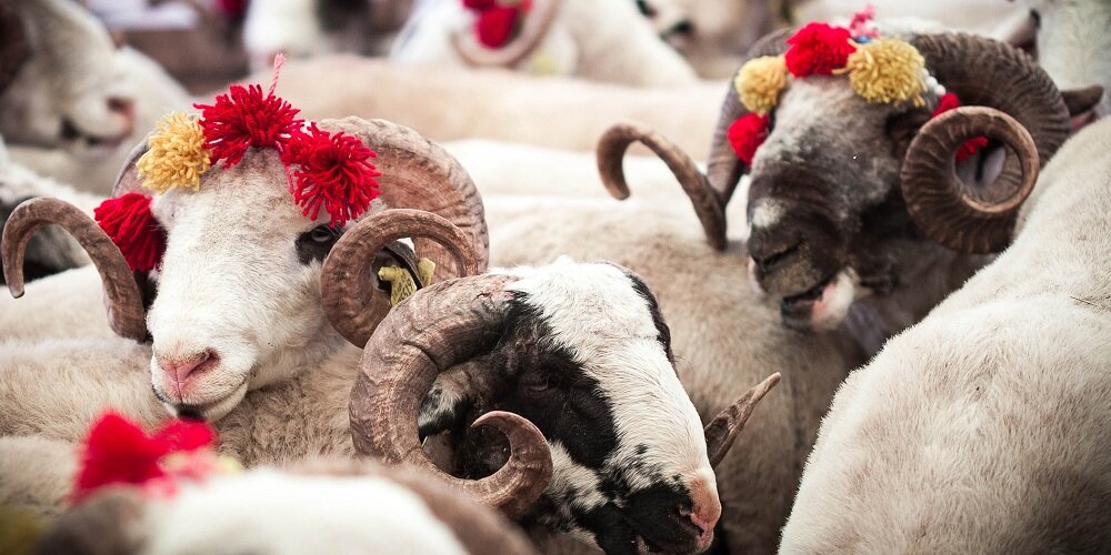 عید قربان تجلی ایمان و تسلیم در برابر اراده خداوند