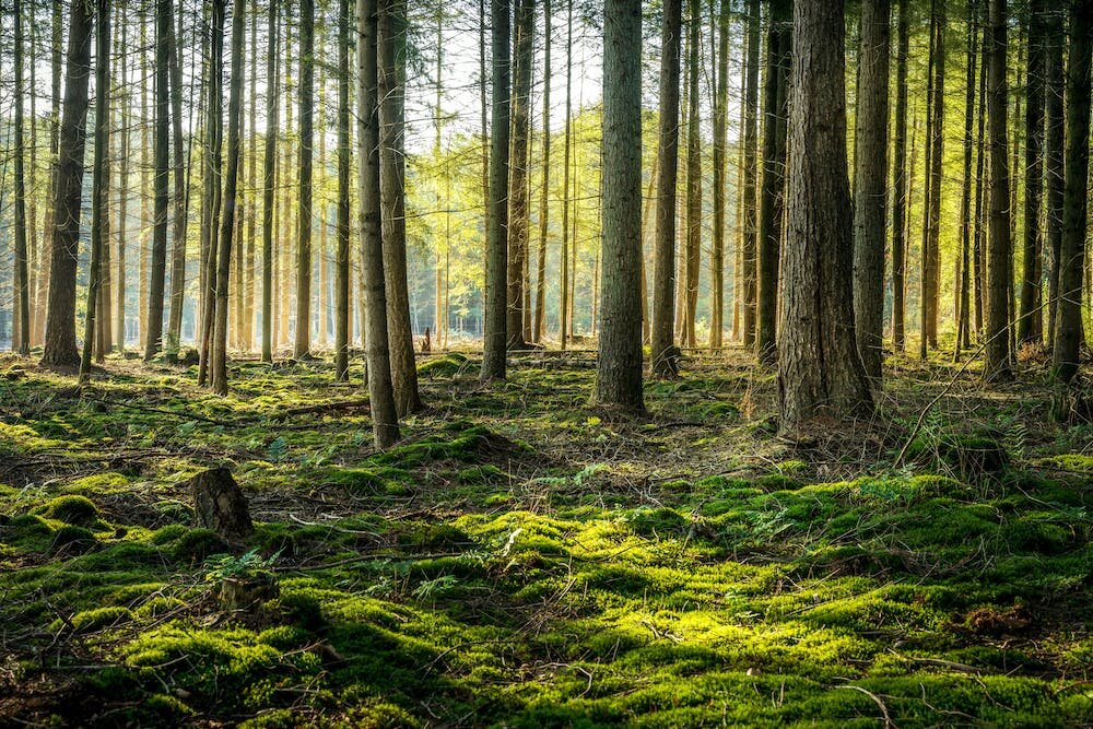 احیای جنگل‌ها و افزایش جذب جهانی کربن