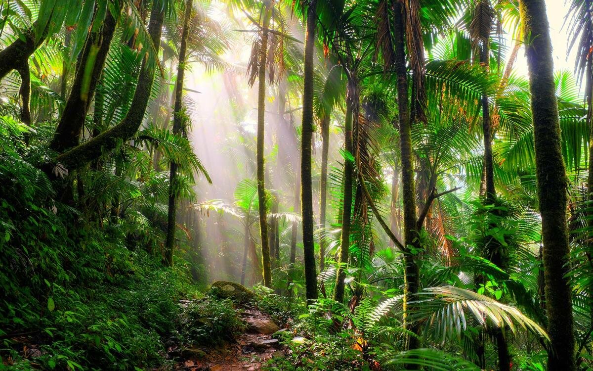 بزرگترین جنگل‌های جهان + ویژگی‌ها و تصاویر