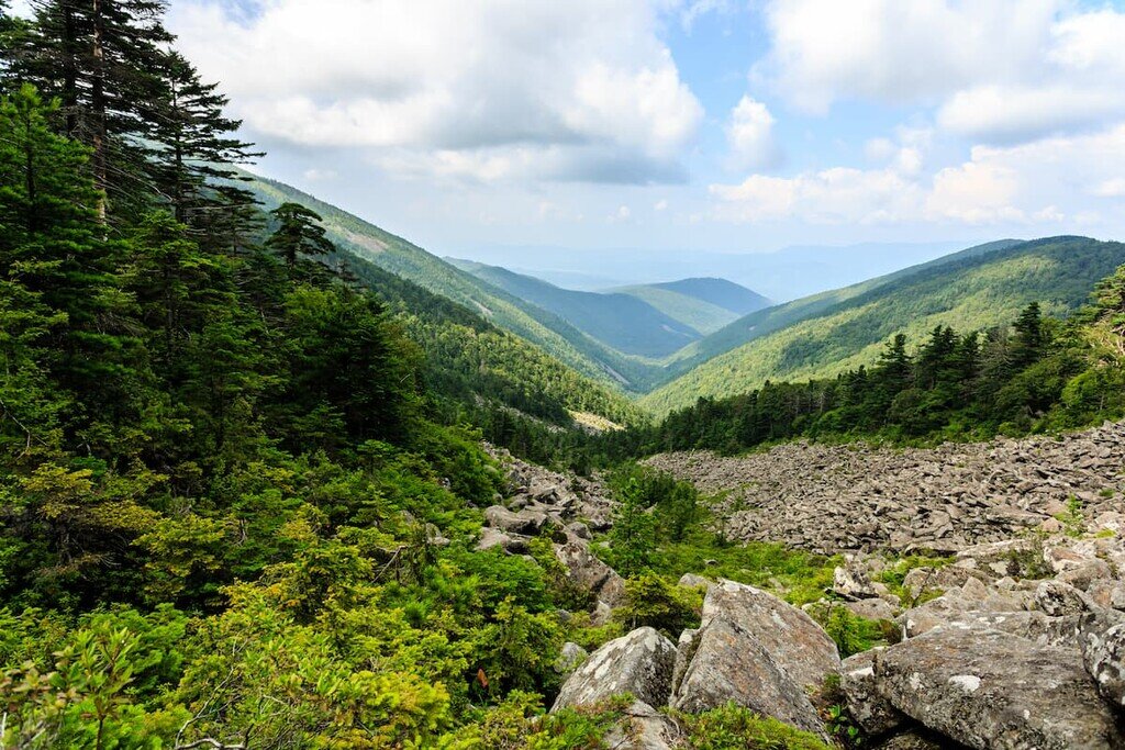 حکایتی از صدای تنفس دردناک جنگلها