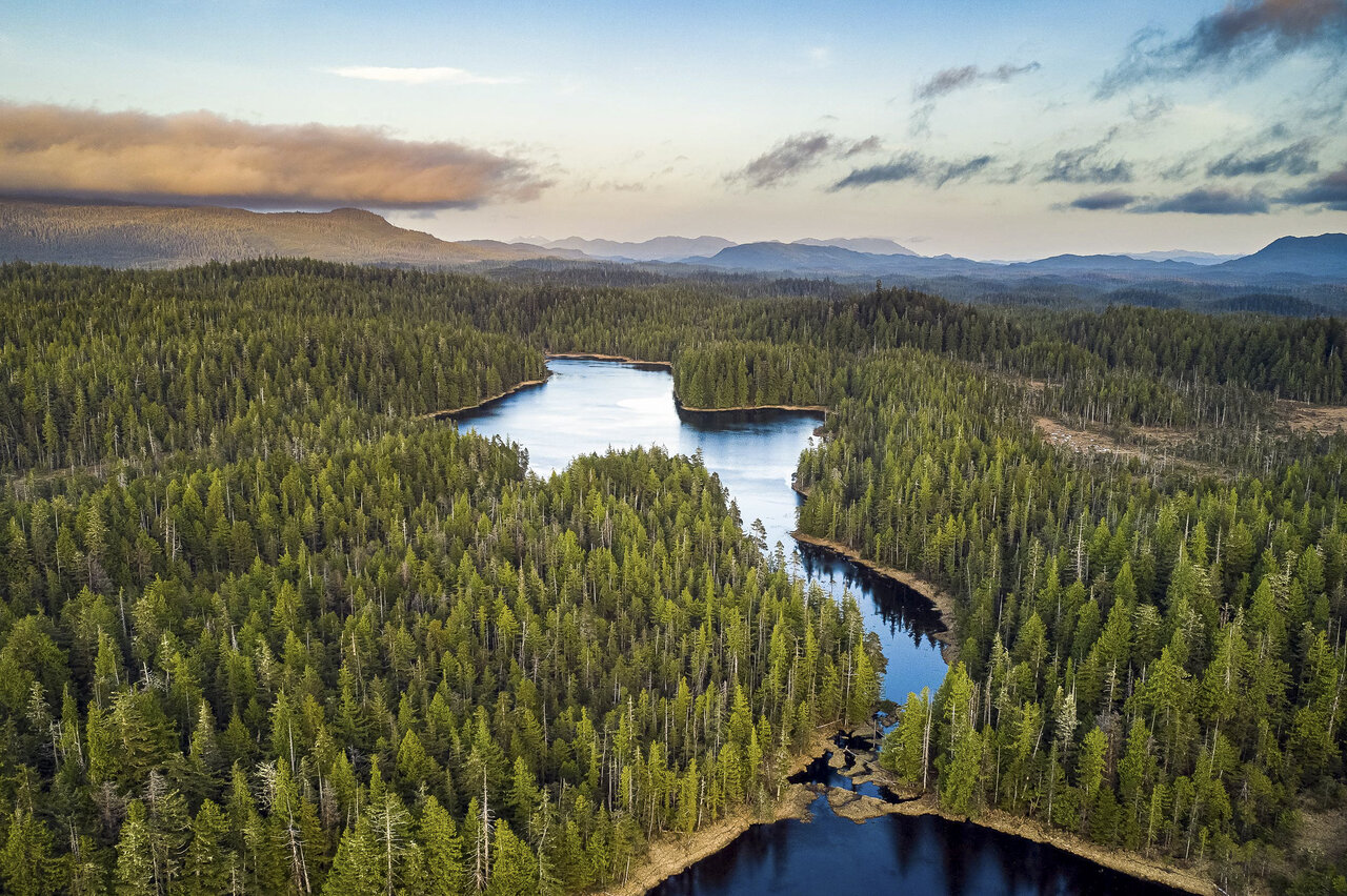 بزرگترین جنگلهای جهان + ویژگیها و تصاویر