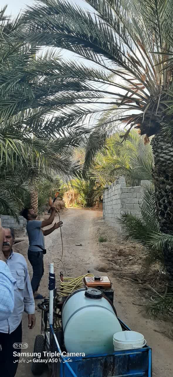 پیشگیری آفت زنجرک در ۲۵۰ هکتار از نخلستانهای خوروبیابانک در گرو تجهیزات مبارزه هوایی