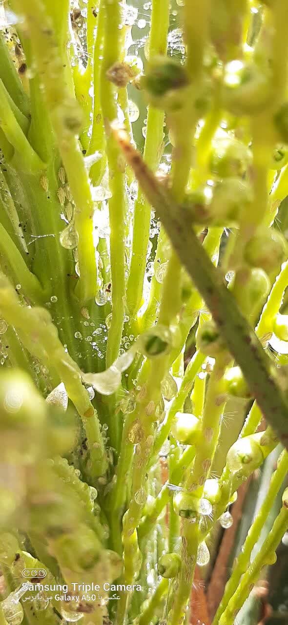 پیشگیری آفت زنجرک در ۲۵۰ هکتار از نخلستانهای خوروبیابانک در گرو تجهیزات مبارزه هوایی