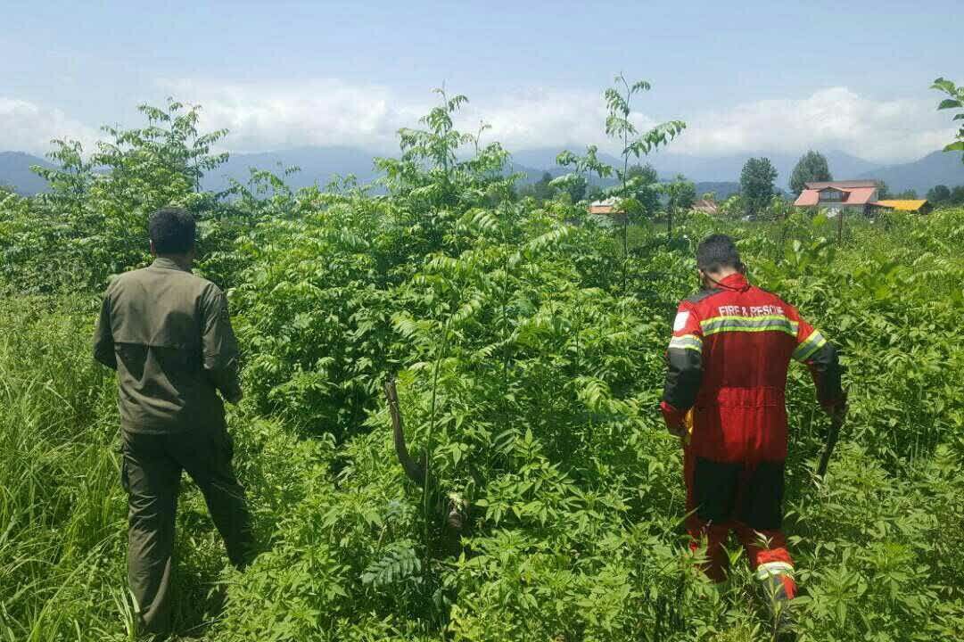 جولان «مار غولپیکر» در شفت؛ شایعه یا واقعیت؟