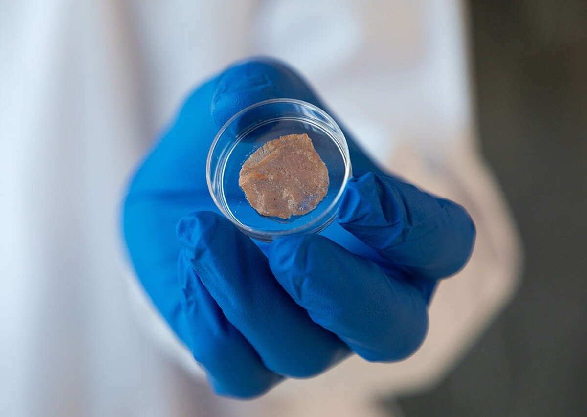 تولید گوشت مصنوعی به امنیت غذایی کمک میکند