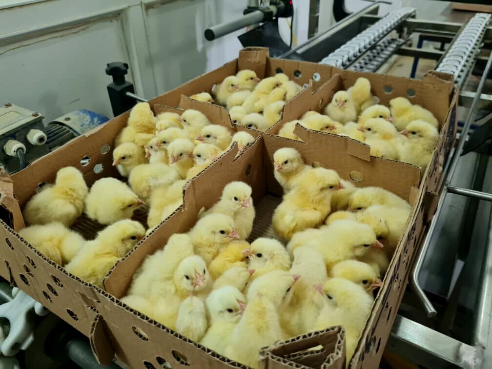 قول مساعد وزیر برای پیگیری مشکلات کشاورزان/ وزارت کشاورزی به آبزیپروری نگاه ویژه دارد