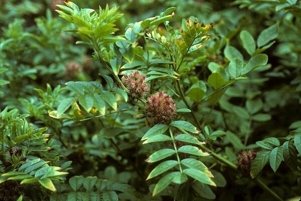 شناسایی ۳۹ گونه گیاهی انحصاری اصفهان/۸ هزار گونه طبیعی کشور در معرض خطر است شناسایی ۳۹ گونه گیاهی انحصاری اصفهان/۸ هزار گونه طبیعی کشور در معرض خطر است
