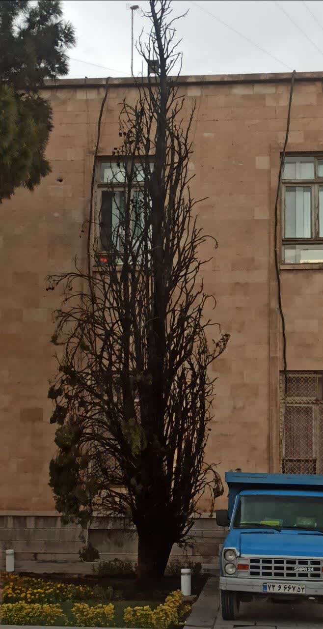 جزئیات حریق درخت کاج در میدان امام حسین (ع) توسط مردی ۶۰ ساله + عکس