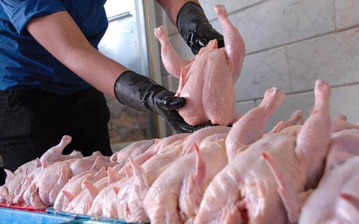 تولید و تامین مرغ در استان کرمانشاه بیش از میزان تقاضا است