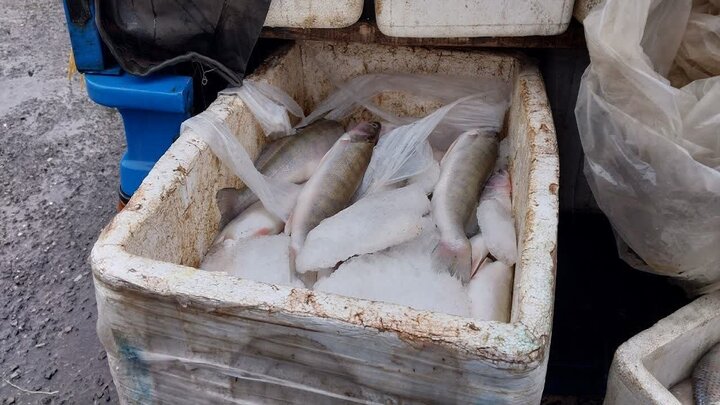 توقیف ۱۳۰۰ کیلوگرم محموله غیرمجاز ماهی در آستارا