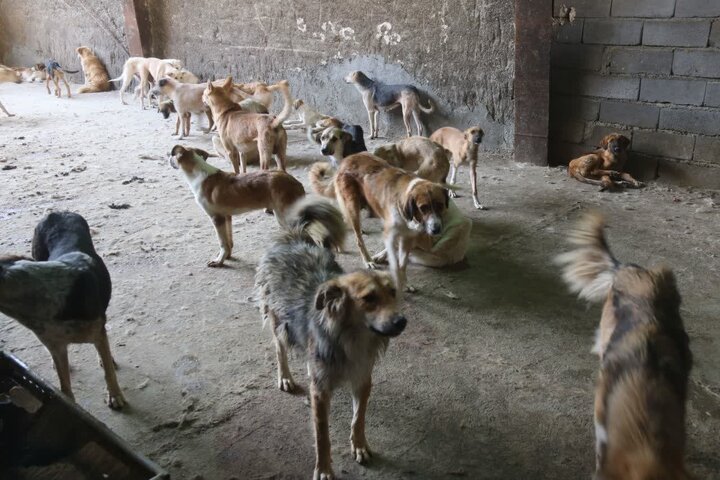 عقیم‌سازی ۹۰۰ قلاده سگ بلاصاحب در شهر سنندج