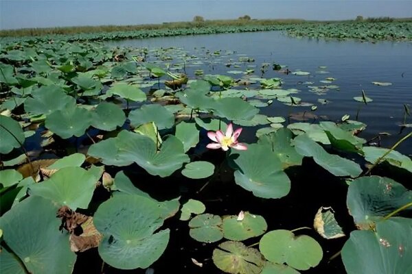 چرا حفاظت از تالابها اهمیت دارد؟