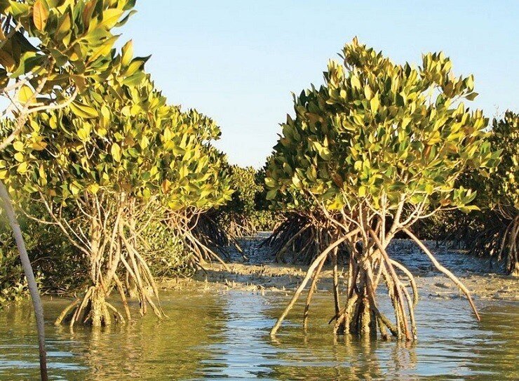 عبور لنجها و قایقهای کالای قاچاق به رویشگاه مانگرو آسیب میزند؟