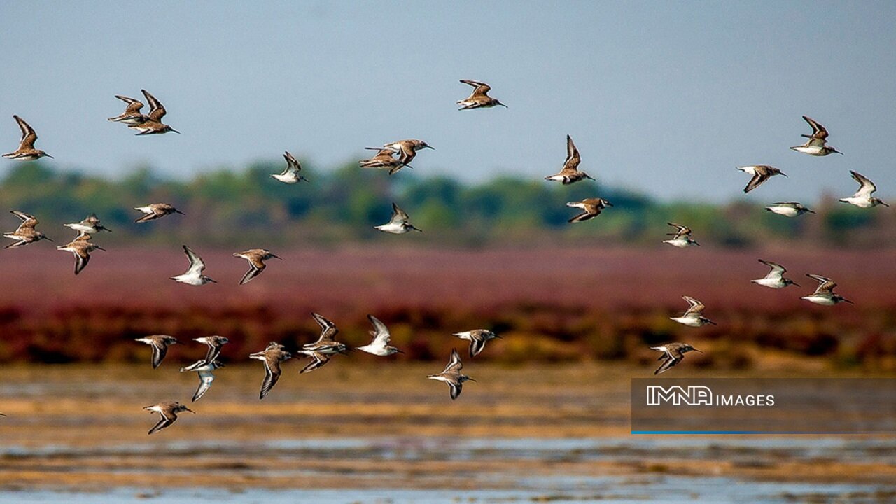 Miankaleh; Iran's profoundly significant ecological sanctuary