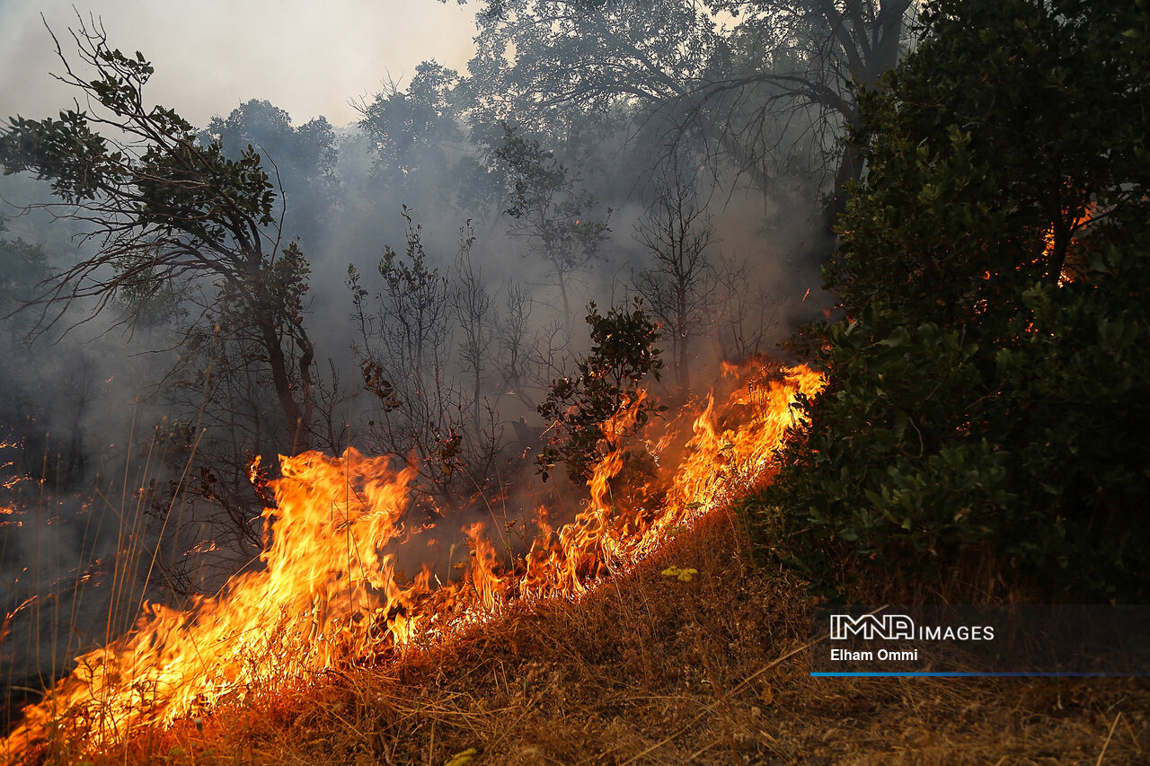 داغی هر ساله بر جان جنگلهای مریوان