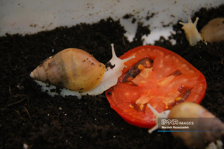 Snail Farming at home
