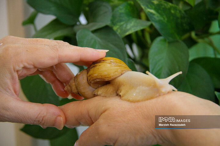 Snail Farming at home
