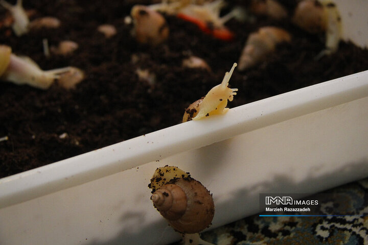 Snail Farming at home
