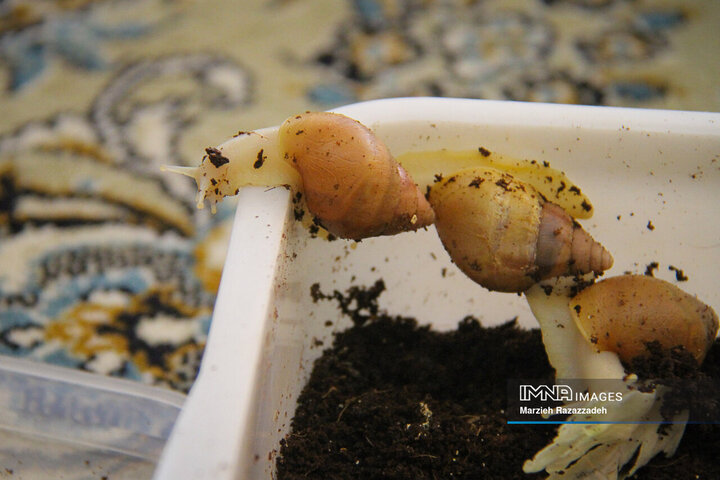 Snail Farming at home
