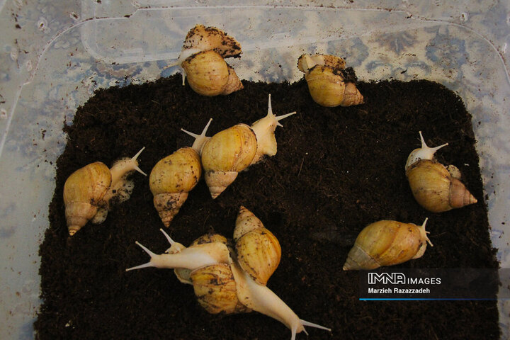 Snail Farming at home
