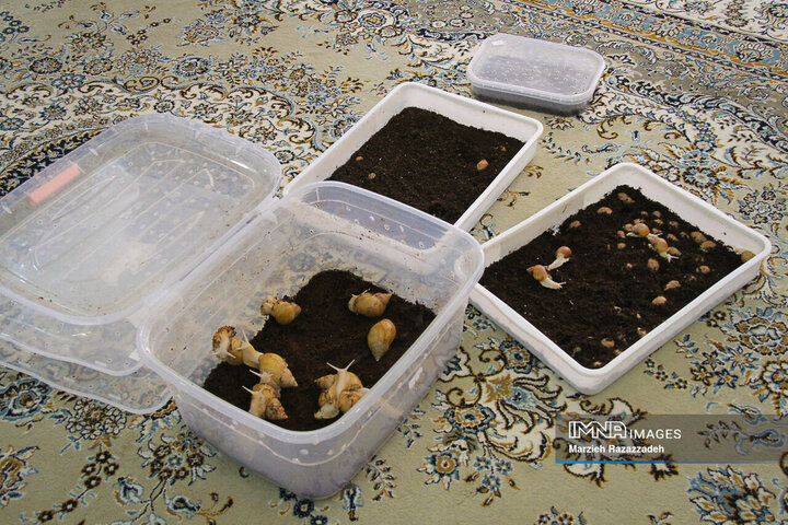 Snail Farming at home
