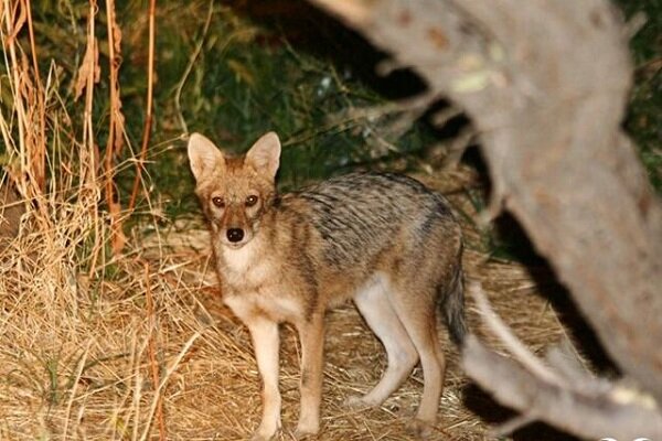 چرا حمله حیوانات وحشی به انسانها افزایش یافته است؟