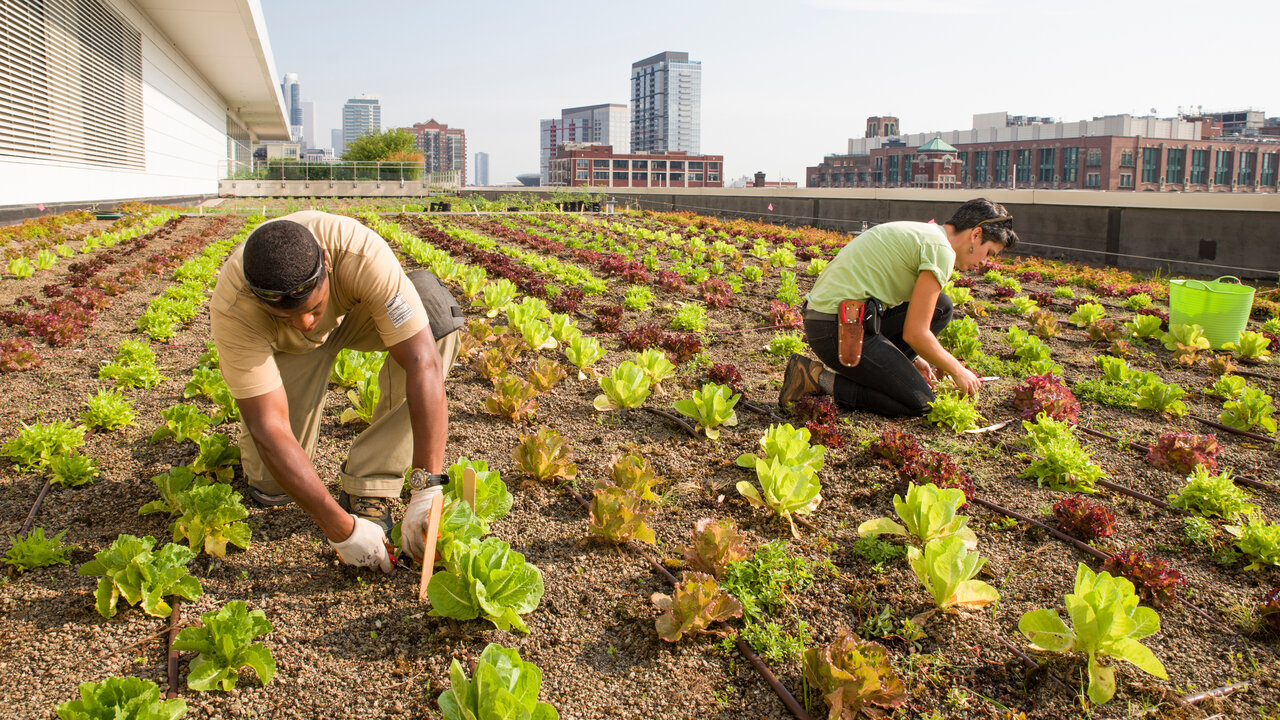 کشاورزی شهری چیست +شهرهایی با بیشترین مزارع