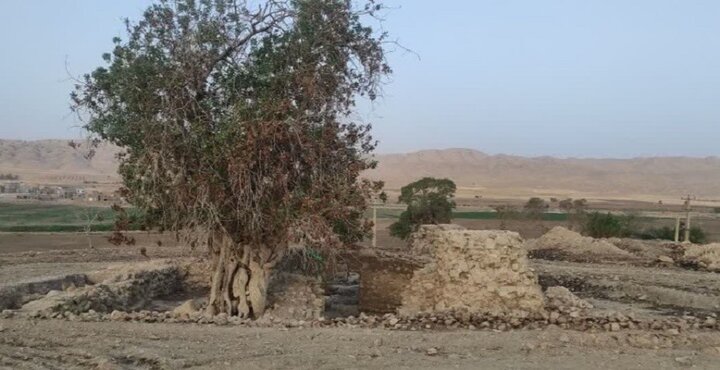 درخت ۷۰۰ ساله «آتشکده خالو خالو»گیلانغرب کرمانشاه ثبت ملی می‌شود